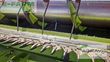 Cosechadora de Cereal - Claas - lexion 750