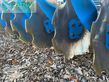 Grada de disco - Lemken - heliodor 9/500 k