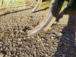 Cultivador - Horsch - cruiser 5 xl