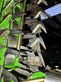 Cosechadora de Cereal - Krone - big x 630