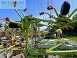 Henificador - Claas - volto 1050 t