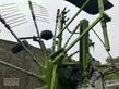 Rastrillo - Claas - liner 1750 twin