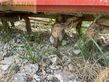 Grada rotativa - Kuhn - hr303d