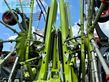 Henificador - Claas - liner 4900 business