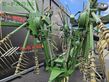 Rastrillo - Krone - swadro 1250