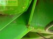 Atomizador - Dammann - anp 6036