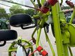 Henificador - Claas - volto 1100