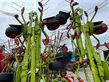 Henificador - Claas - volto 1100, vorgewendeaushebung