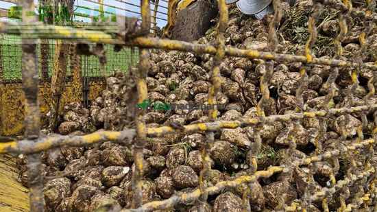 Cosechadora de Cereal - Ropa - tiger 6s tiger 6 s