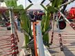 Rastrillo - Claas - liner 3600