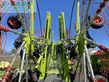 Henificador - Claas - liner 4700 business pro