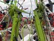 Rastrillo - Claas - liner 3600