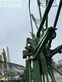 Rastrillo - Krone - swadro 1400 plus