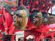 Sembradora monograno mecanica - Horsch - maestro 12 cx