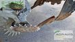 Equipamiento / accesorio - Volmer - strip-till 8-reihg