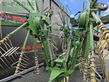 Henificador - Krone - swadro 1250
