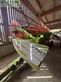 Cosechadora de Cereal - Claas - lexion 560