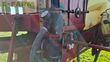 Atomizador - Hardi - commander 4200