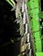 Cosechadora de Cereal - Krone - big x 630