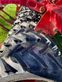Cultivador - Horsch - tiger 6 lt