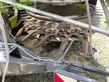 Cabezal - Claas - orbis 900 auto-contour