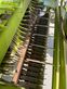 Empacadora gigant - Claas - quadrant 2200 rc roto-cut