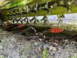 Cortacésped manual - Claas - disco 3600 c