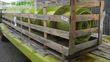 Cabezal - Claas - schnecke directdisc 600