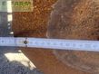 Grada de disco - Kockerling - rebell classic-t 600 - doppelte sts-walze