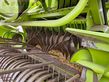 Empacadora gigant - Claas - quadrant 2200 stroh/heu presse