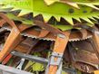 Cosechadora de Cereal - Claas - jaguar 980