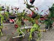 Henificador - Claas - volto 800