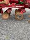 Grada de disco - Horsch - joker 6 rt
