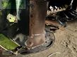 Henificador - Claas - disco 3100 fc profil