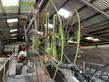 Henificador - Claas - USED LINER 2900