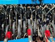 Sembradora - Lemken - compact solitair h-9/300 nur 2.360ha