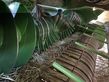 Empacadora gigant - John Deere - c441r