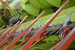 Cosechadora de Cereal - Claas - trion 730