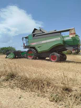 Cosechadora de Cereal - Fendt - 5255L