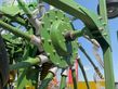 Rastrillo - Krone - Swadro TC 760