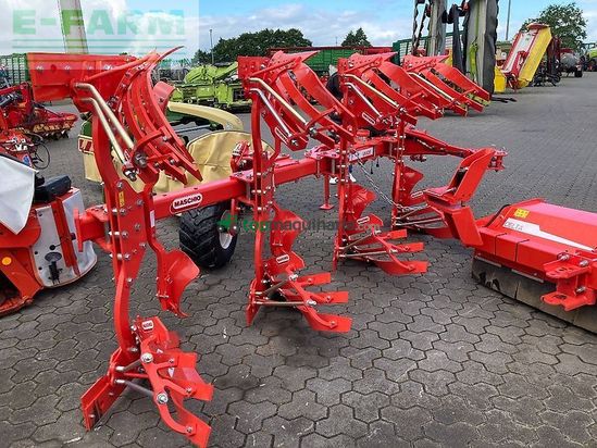 Arado - Maschio - unico m passo 4