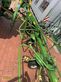 Henificador - Krone - kw 6.72