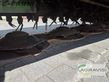 Cortacésped manual - Claas - disco 9400 c duo