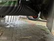 Empacadora gigant - Claas - quadrant 5300 fc + krassort sc 180
