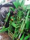 Tractor agrícola - John Deere - 8430