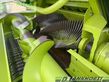 Empacadora gigant - Claas - quadrant 2200 fc