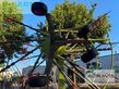 Rastrillo - Claas - liner 2700