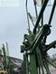Henificador - Krone - swadro 1400 plus