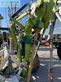 Rastrillo - Claas - liner 3600