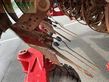 Cosechadora de Cereal - Grimme - rexor 620